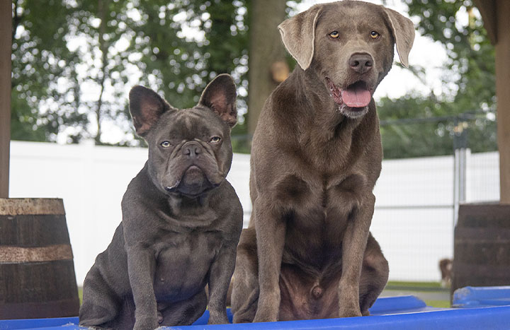 Training dogs in PA