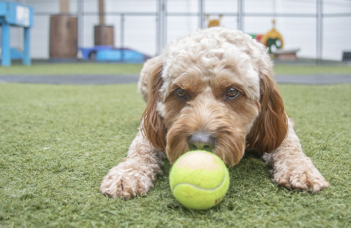 Training dogs in PA