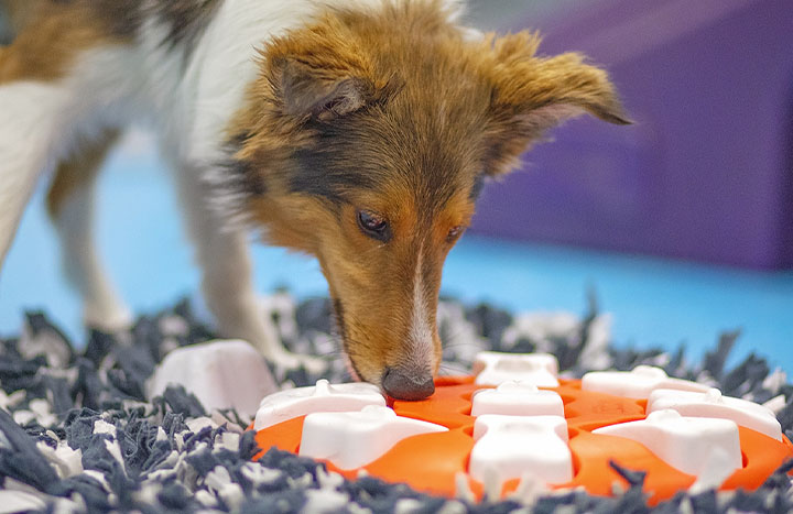 doggie daycare in PA