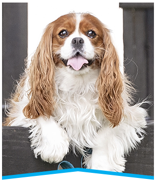 Beautiful dog in day care
