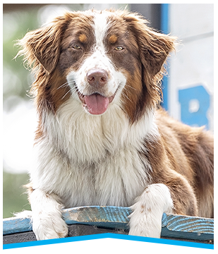 boarding image with a cute dog