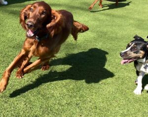 Dogs playing outside