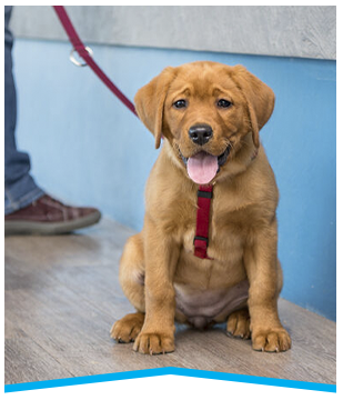 Cute puppy waiting for pets