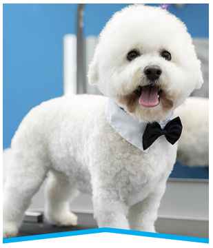 Handsome poodle in King of Prussia, PA