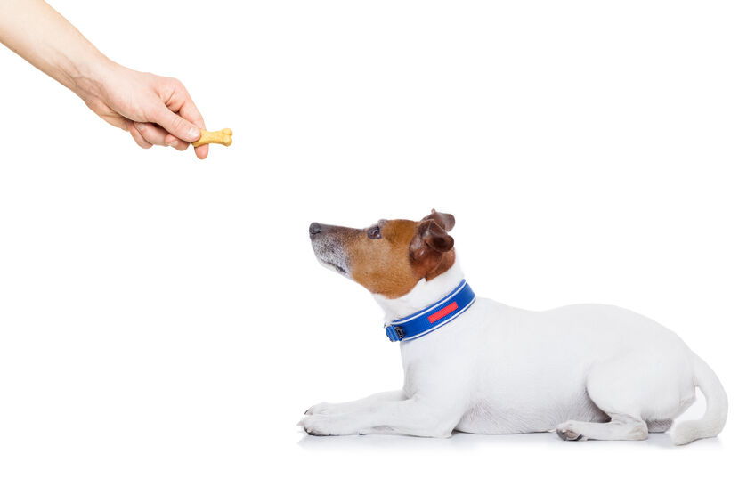 Jack Russell Terrier receiving treat
