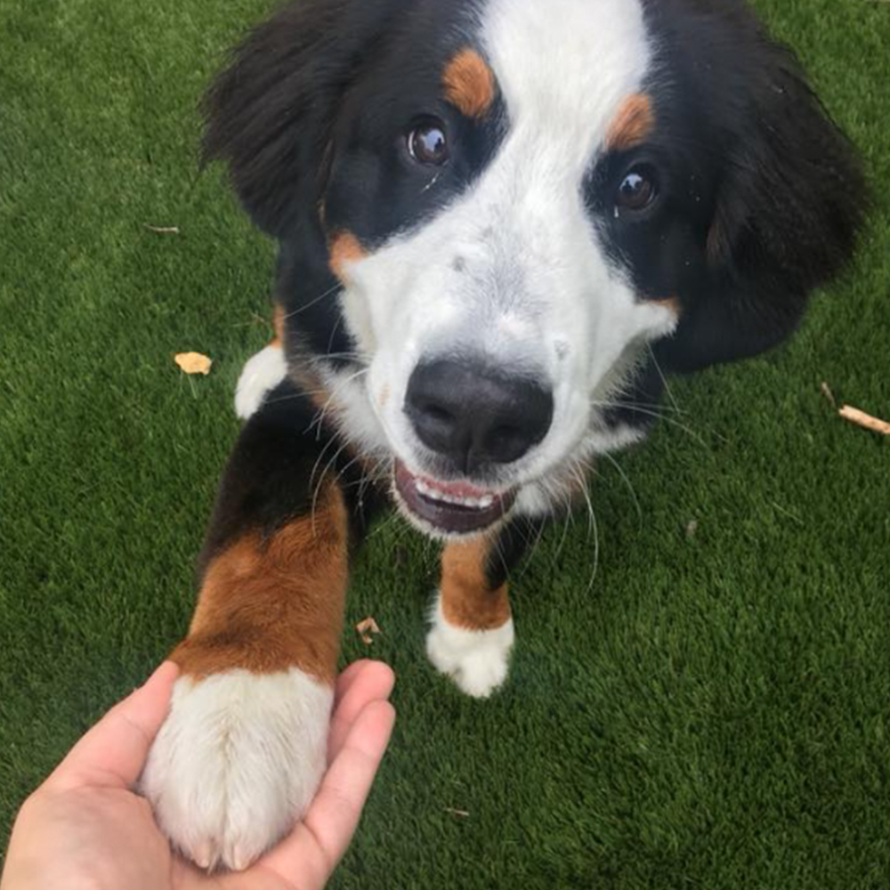 Dog shaking hands with an employee of Bark U