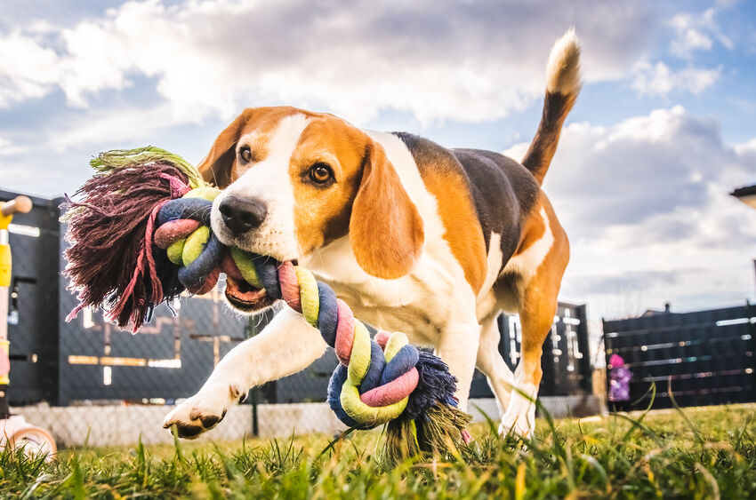 beagle playing with chew toy