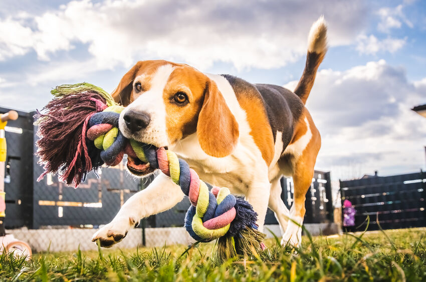 beagle playing with chew toy