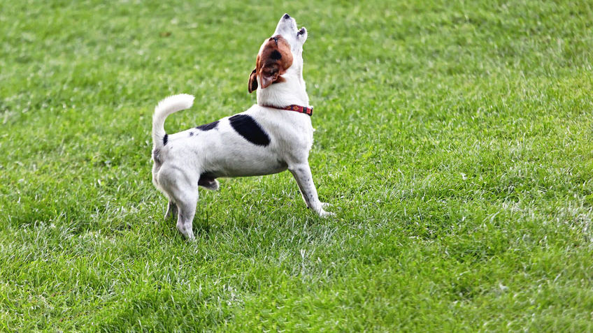 A dog howling in a field