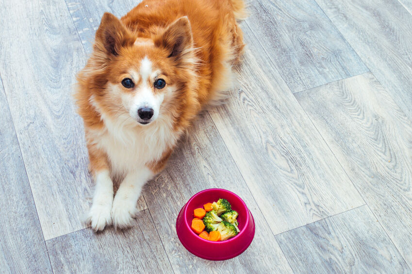 Corgi having some lunch