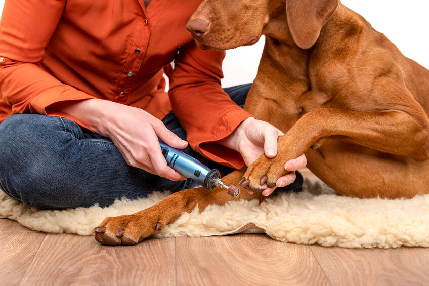 Dog getting his nails done