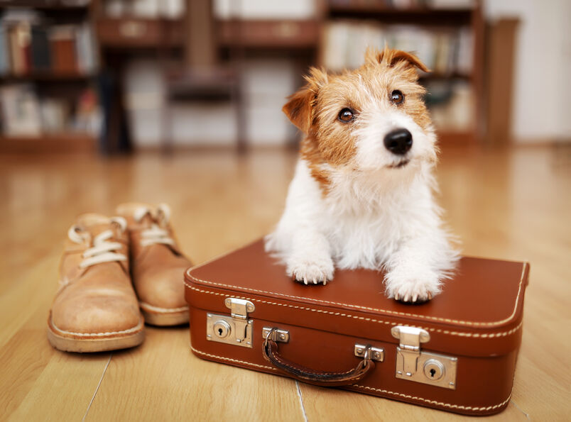 A dog on top of a suitcase