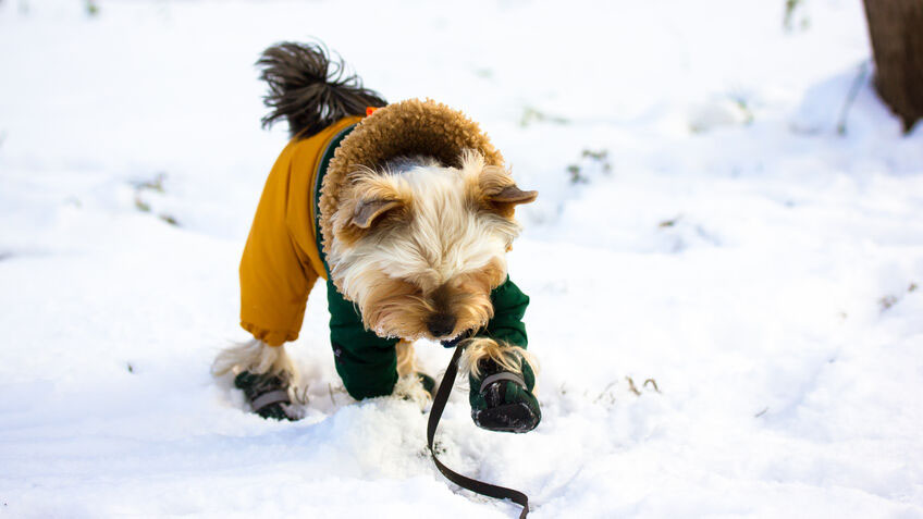 a small dog in boots and a coat walking in the snow
