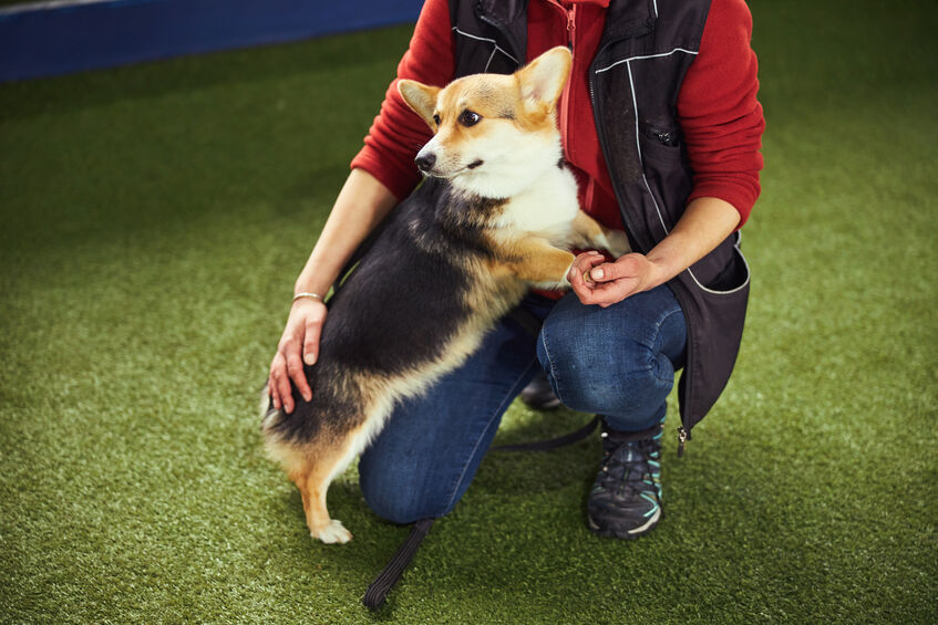 a corgi next to a woman on a turf field.