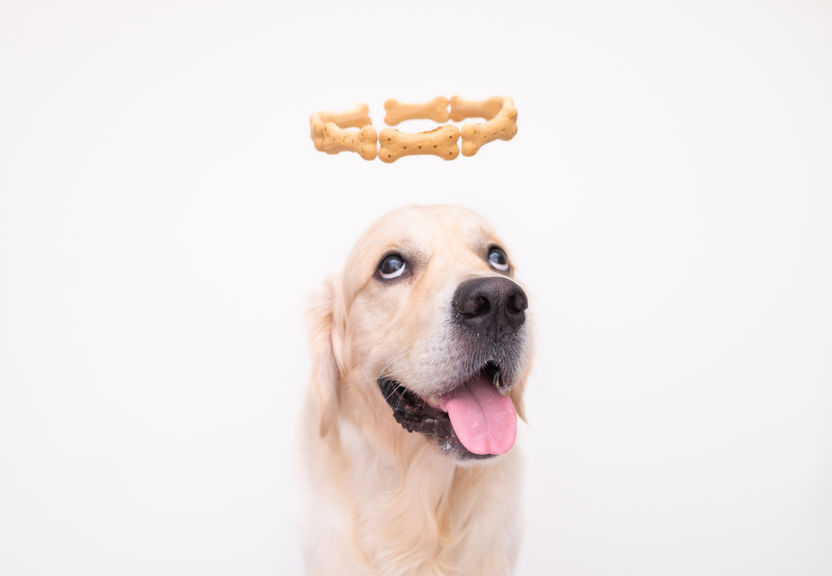 A golden retriever with a halo of dog treats, looking up at them