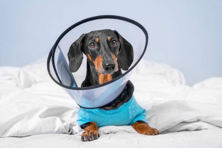 a dachshund wearing a cone so he wont scratch or lick his surgery site