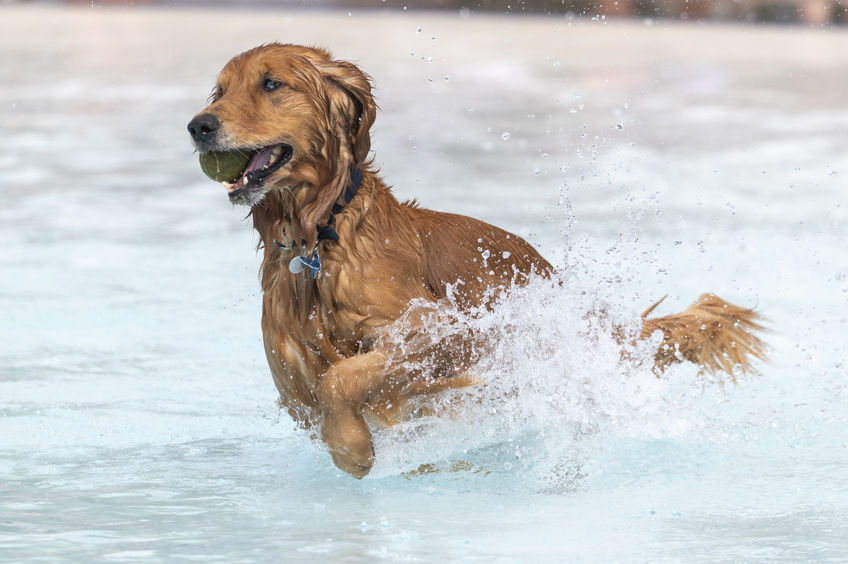 A golden retriever splashing in a swimming pool with a tennis ball in its mouth.