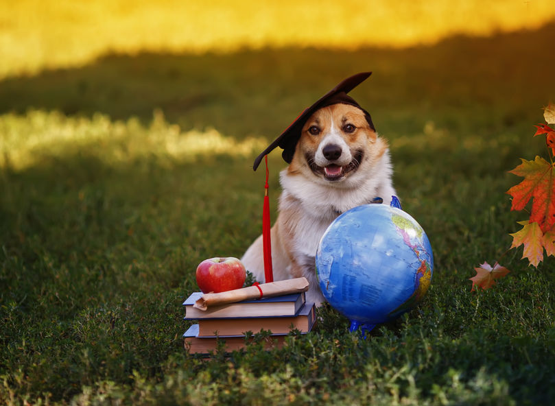 A corgi with a graduation cap on, posing in front of a stack of books and a globe.