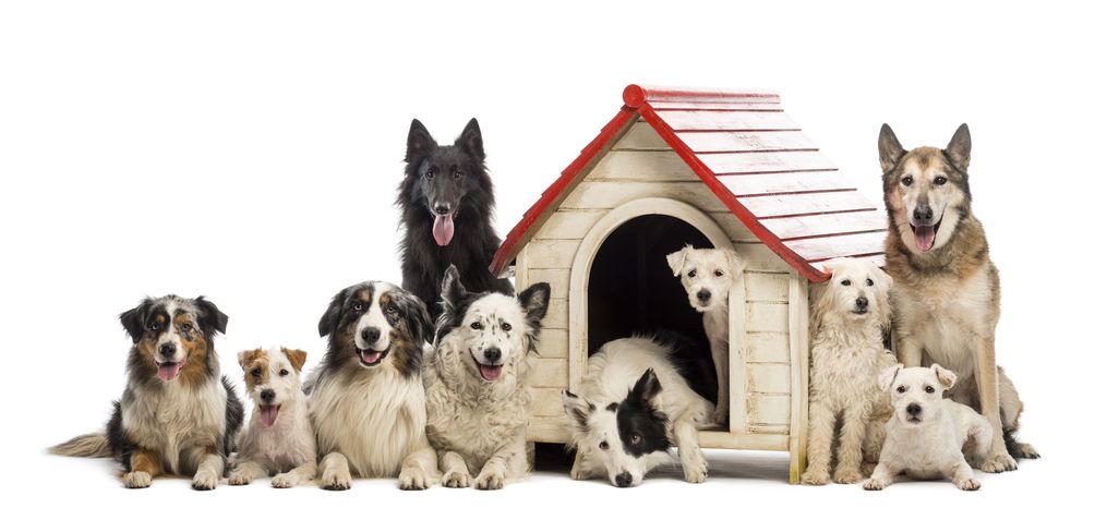 A large group of dogs near a house. They are collar-free and happy, showing the benefits of having a collar-free play environment