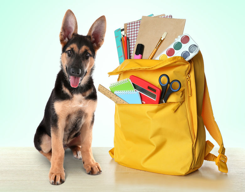 A German Sheppard puppy next to a yellow backpack full of school supplies