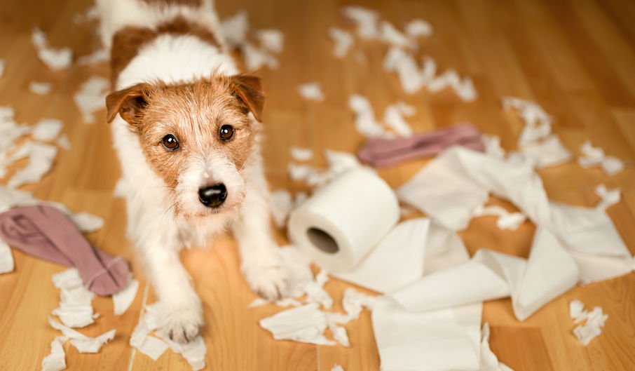 A small dog caught after chewing up and shredding toilet paper