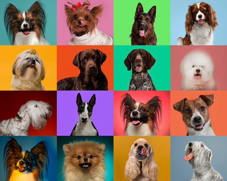 A 4x4 grid of individual dogs posing on different colored backgrounds.