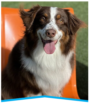 Beautiful dog in day care
