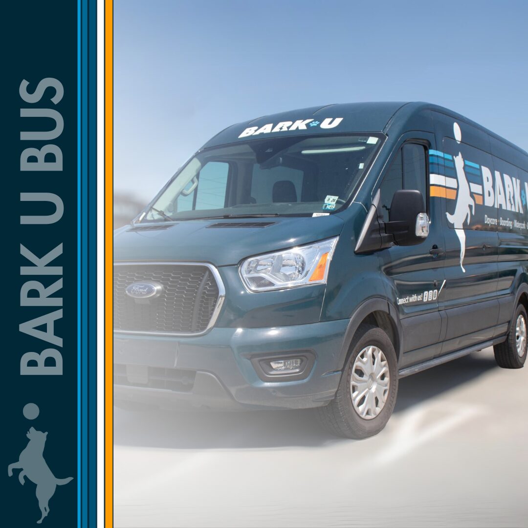 Services for Bark U