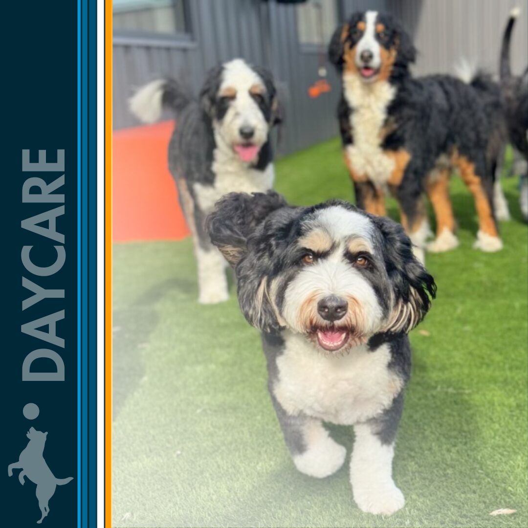 Services for Bark U